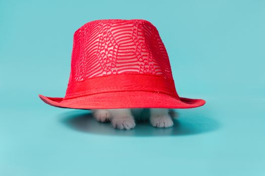 little white fluffy kitten is hiding under a red hat on a turquoise background
