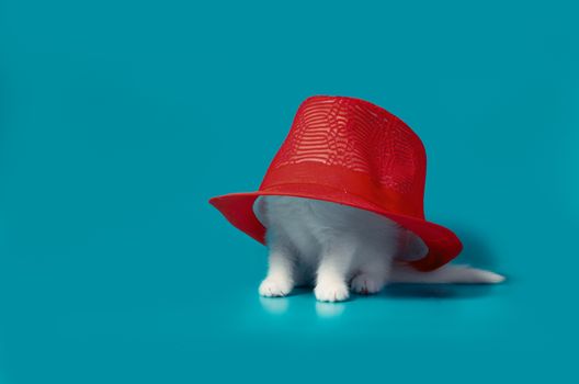 little white fluffy kitten is hiding under a red hat on a turquoise background