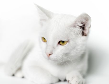 portrait of a white cat with yellow eyes closeup
