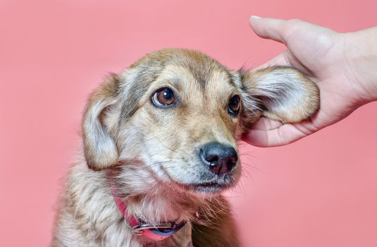 female hand scratches overbred puppy ear on pink background