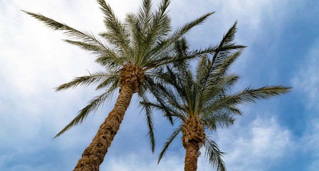 background of tall palm trees against a blue sky and clouds in Egypt