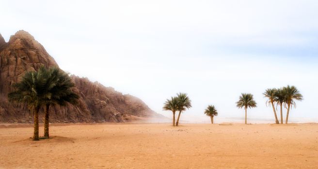trip to the desert with palm trees and rocky mountains in Egypt in Sharm El Sheikh