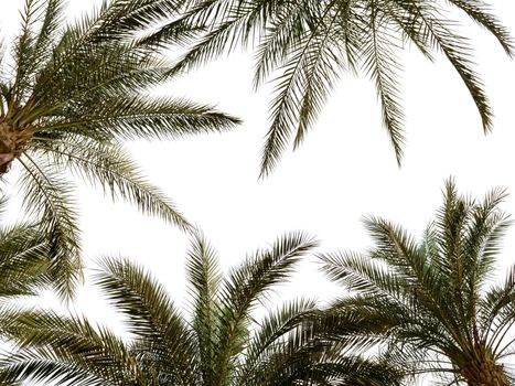 pattern of palm branches on a white background in Egypt