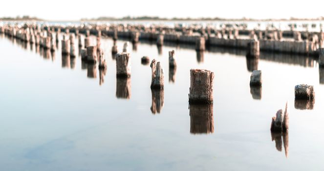 wooden columns in a calm surface of the water