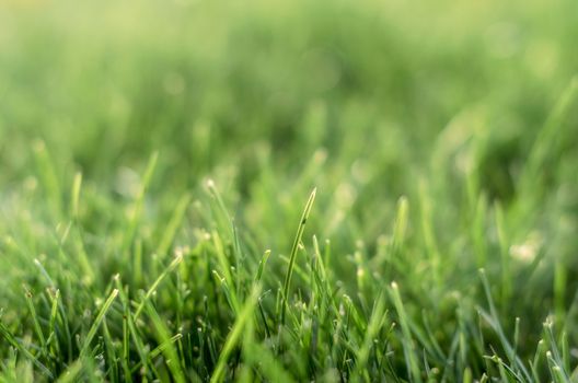 background green grass pattern close up