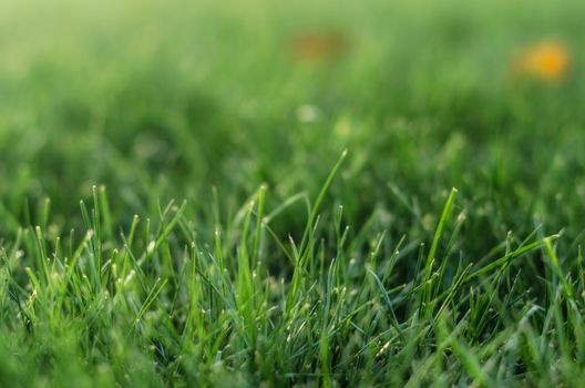 background green grass pattern close up