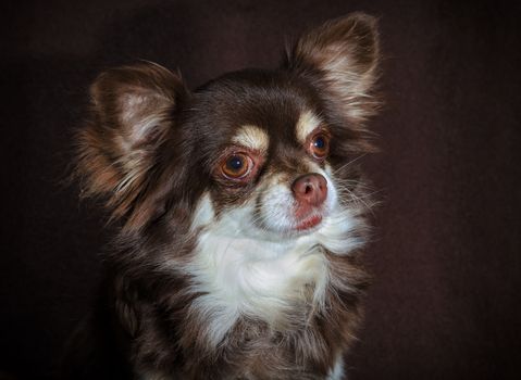 close-up portrait of an adult senior chihuahua against a dark brown background