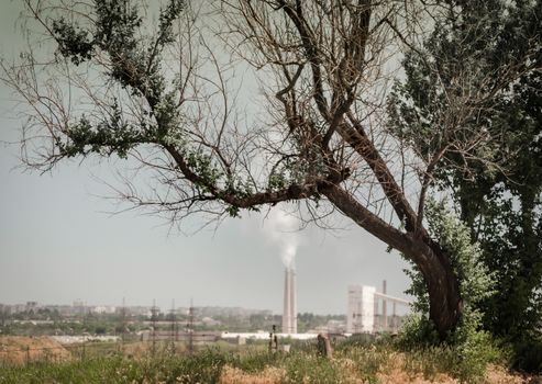 factory with smoky pipes on the background of a tree with dried branches and gray sky in Ukraine