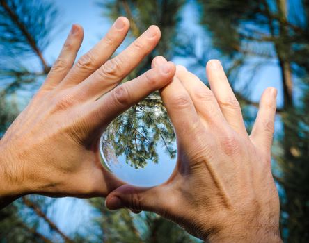 glass ball with a view of fir branches in male hands