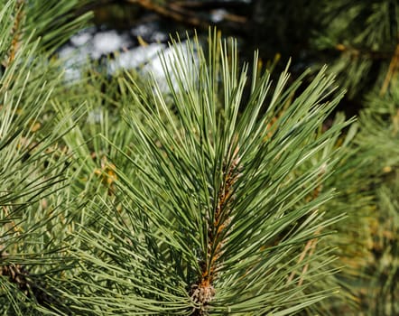 spruce branch with long green needles close up