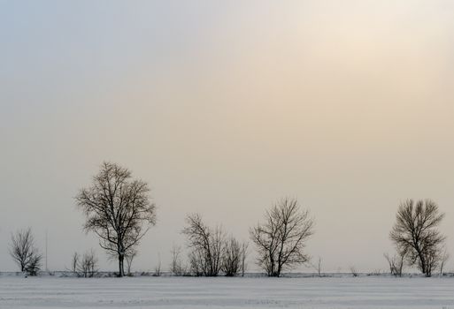winter landscape snow on the ground and trees without leaves in the fog