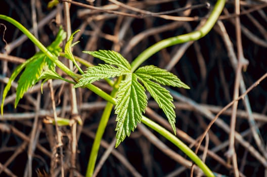 green grape leaf on the background of the vine closeup
