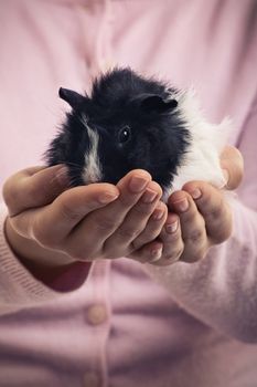 A close up shot of a girl holding a pet guinea pig in her hands. Pet love concept. Favourite pet enjoys love.