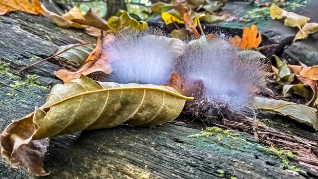 dry leaves and mushrooms on a tree