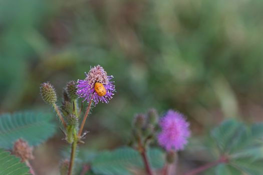 The Closeup to Sensitive Plant Flower, Mimosa Pudica with small bee on blur background
