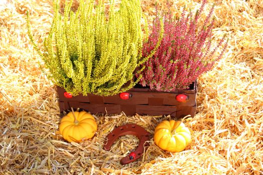 The picture shows heather flowers and pumpkins in the straw