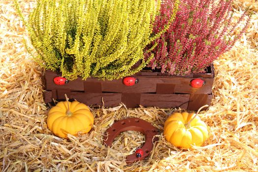 The picture shows heather flowers and pumpkins in the straw