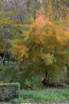 Autumn breaths in the city park
The season's vegetation is fantastic
Come see this fall on your travels