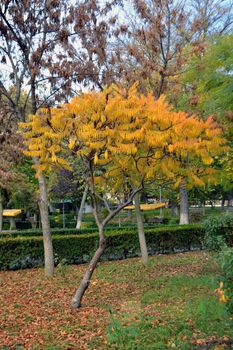 Autumn breaths in the city park
The season's vegetation is fantastic
Come see this fall on your travels
