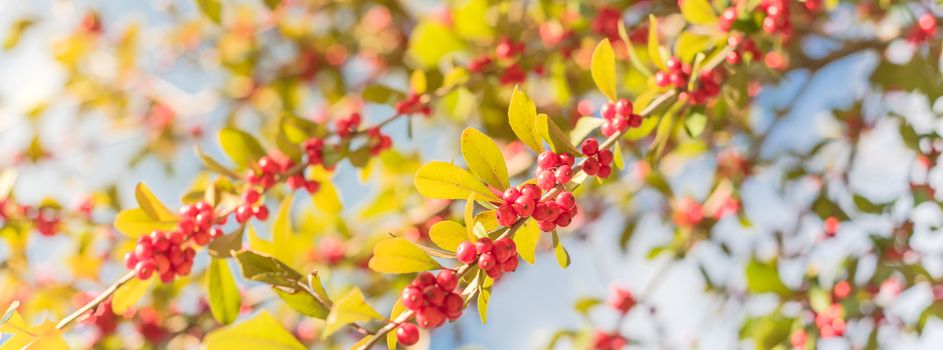 Panorama view Ilex Decidua or winter berry, Possum Haw, Deciduous Holly red fruits on large shrub small tree under cloud blue sky. Blaze of color in the fall in Dallas, Texas.