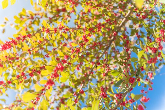 Ilex Decidua or winter berry, Possum Haw, Deciduous Holly red fruits on large shrub small tree under cloud blue sky. Blaze of color in the fall in Dallas, Texas.