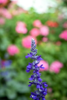 The background image of the colorful flowers, background nature