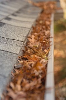 Clogged gutter near roof shingles of residential house full of dried leaves and dirty need to clean-up. Blocked drain pipe on rooftop. Gutter cleaning and home maintenance concept