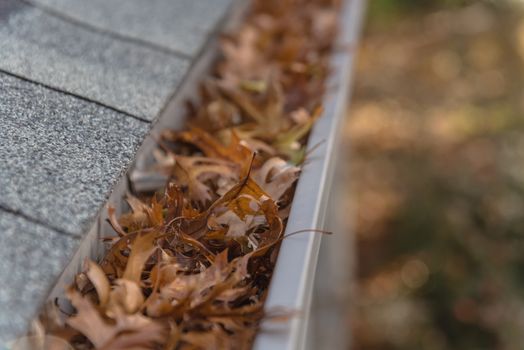 Clogged gutter near roof shingles of residential house full of dried leaves and dirty need to clean-up. Blocked drain pipe on rooftop. Gutter cleaning and home maintenance concept