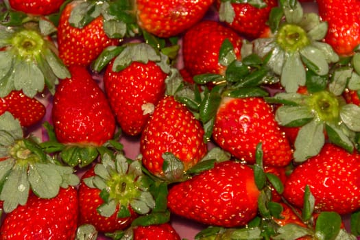 Food background from freshly harvested strawberries floating in water.