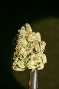 Cannabis macro in black background fifty megapixels