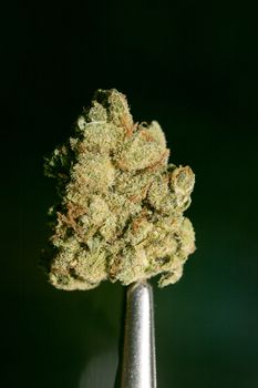 Cannabis macro in black background fifty megapixels