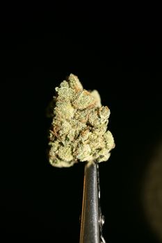 Cannabis macro in black background fifty megapixels
