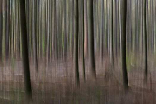 Abstract trees in a forest photographed with subtle movement so picturesque effect
