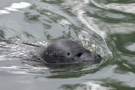 Head of a sea lion swimming in sea Otariinae Otariidae
