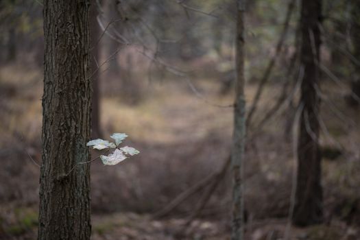 The last five leaves on an oak tree in an autumn-colored forest near Winterswijk in the Achterhoek in Netherlands
