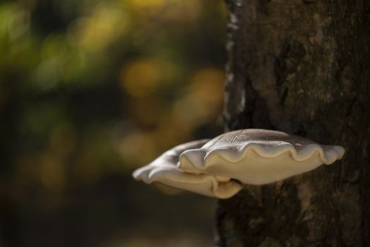 Piptoporus betulinus Birch fungus in the family Fomitopsidaceae in the evening light to a birch tree
