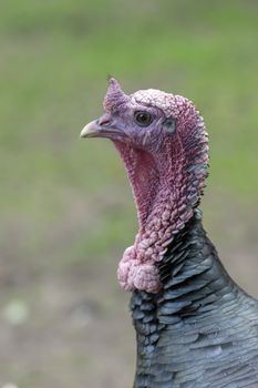 Beautifully colored and shaped head of a Turkey Meleagris gallopavo
