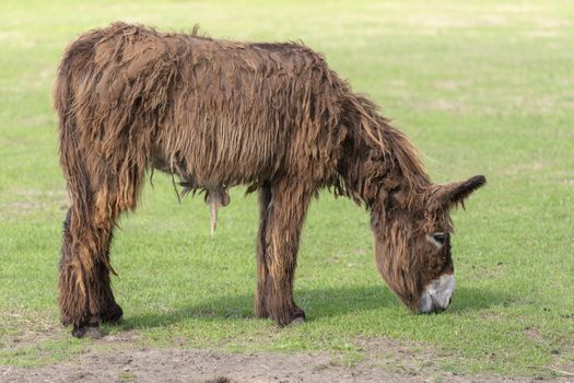 Long-haired donkey Equus africanus asinus grazing in a green meadow at a farm in the summer
