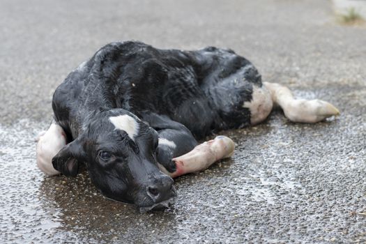 Newborn calf on a dairy farm in the Netherlands
