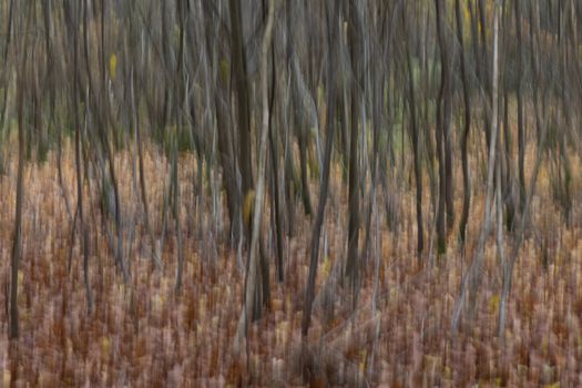 Abstract trees in a forest photographed with subtle movement so picturesque effect
