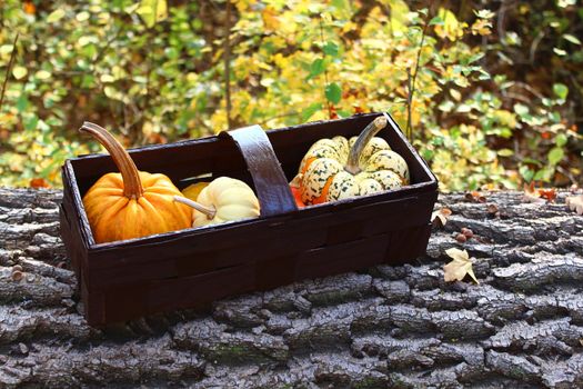 The picture shows pumpkins in a basket in the forest