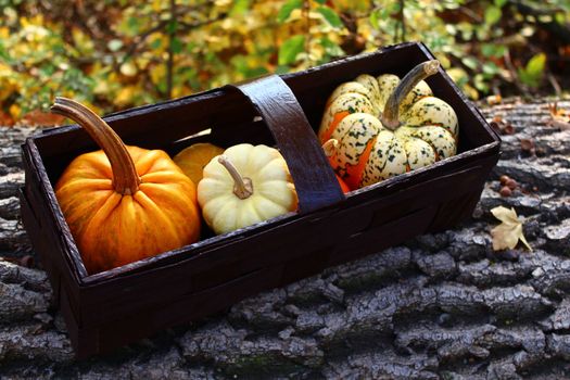 The picture shows pumpkins in a basket in the forest
