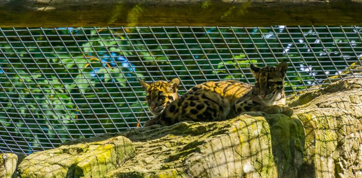 mainland clouded leopard couple sitting together on a rock, Vulnerable animal specie from the himalayas