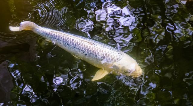 White carp swimming underwater, popular pets for in the pond, Freshwater fish specie