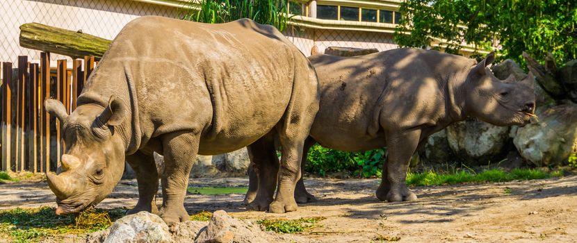 male and female black rhinoceros couple together, critically endangered animal specie from Africa