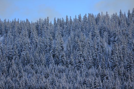 very beautiful winter landscape with fir trees white