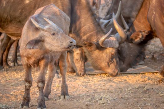 Young African buffalo calf standing in the grass in the Welgevonden game reserve, South Africa.