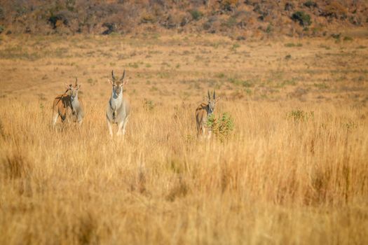 Herd of Eland standing in the high grass in the Welgevonden game reserve, South Africa.