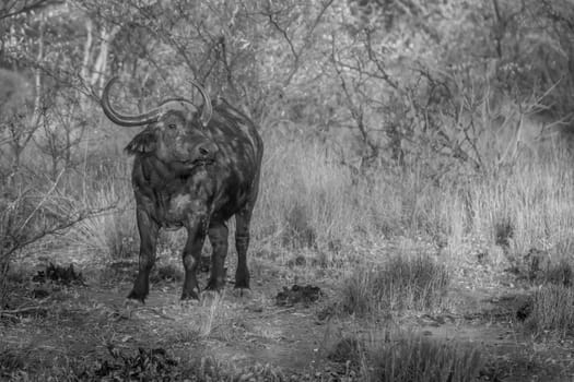 Big African buffalo bull standing in the grass in black and white in the Welgevonden game reserve, South Africa.