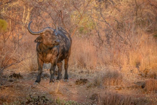 Big African buffalo bull standing in the grass in the Welgevonden game reserve, South Africa.